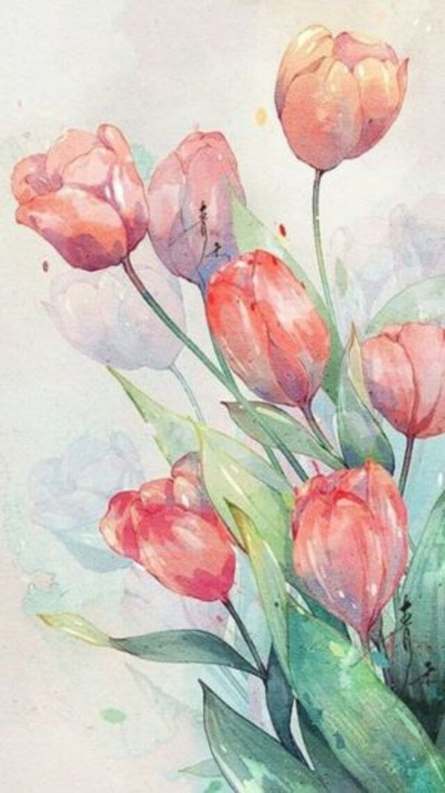 hình nền hoa tulip cute