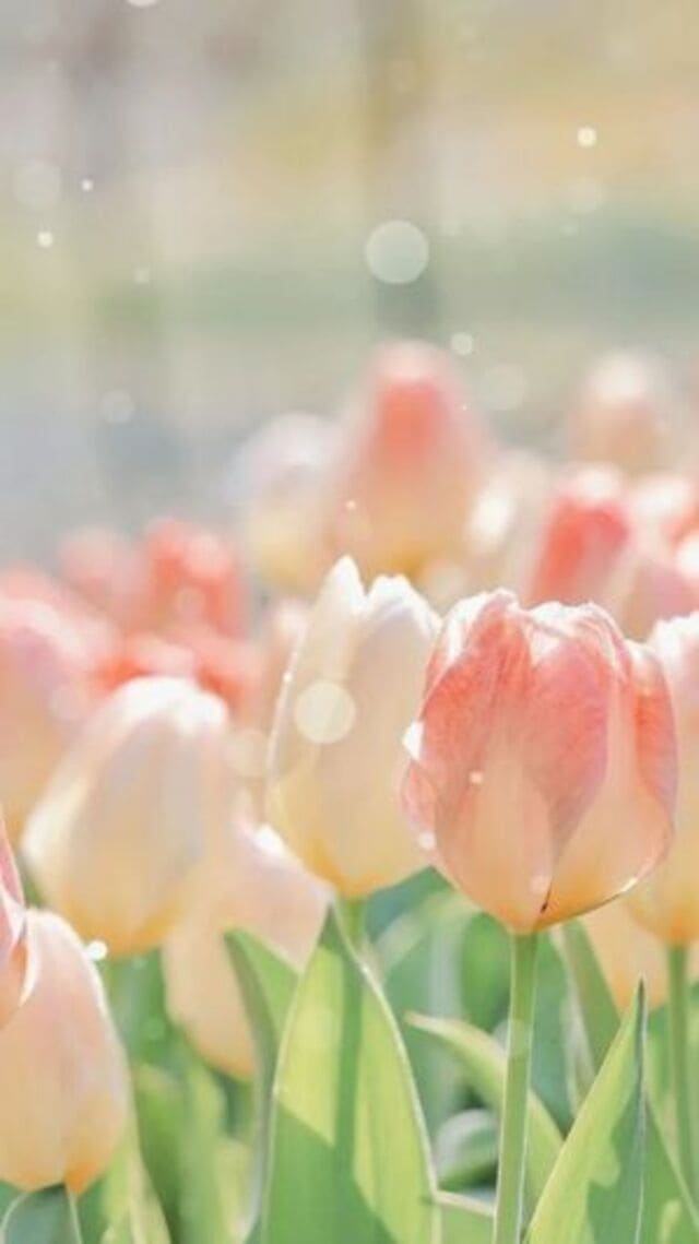 hình nền hoa tulip hồng
