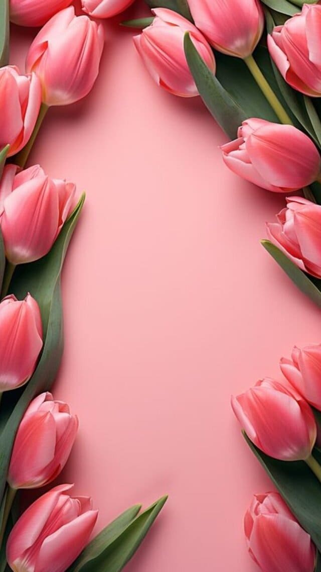 hình nền hoa tulip hồng