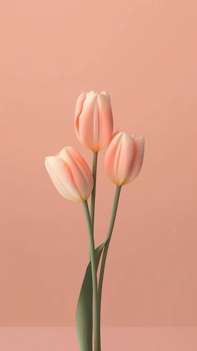 hình nền hoa tulip hồng