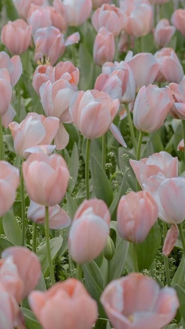 hình nền hoa tulip hồng