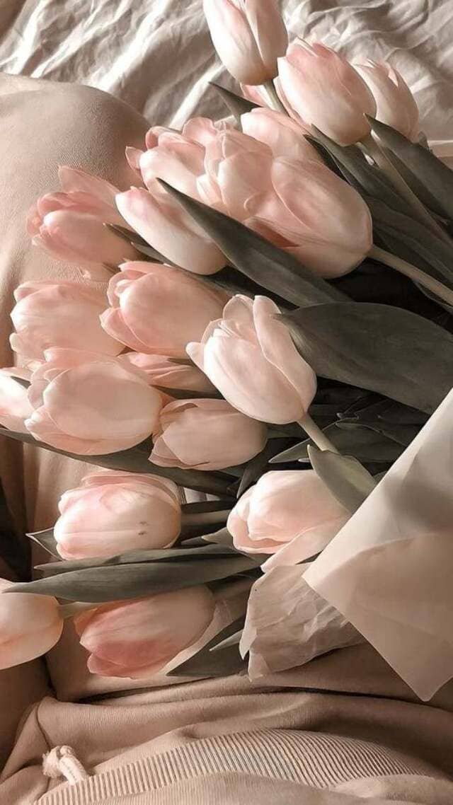 hình nền hoa tulip hồng