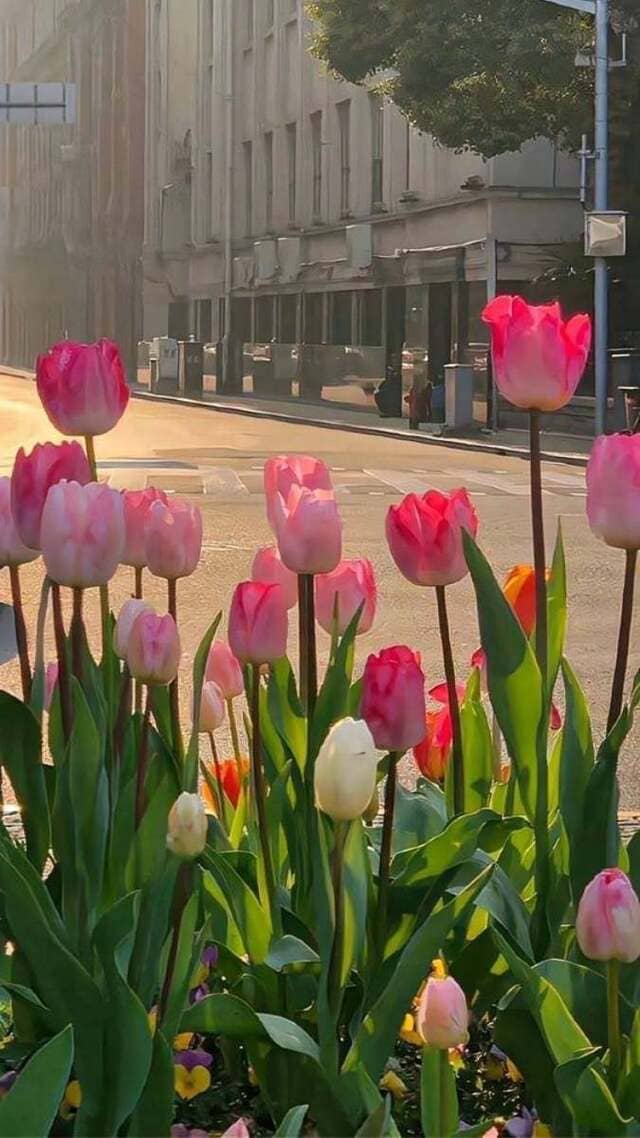 hình nền hoa tulip hồng