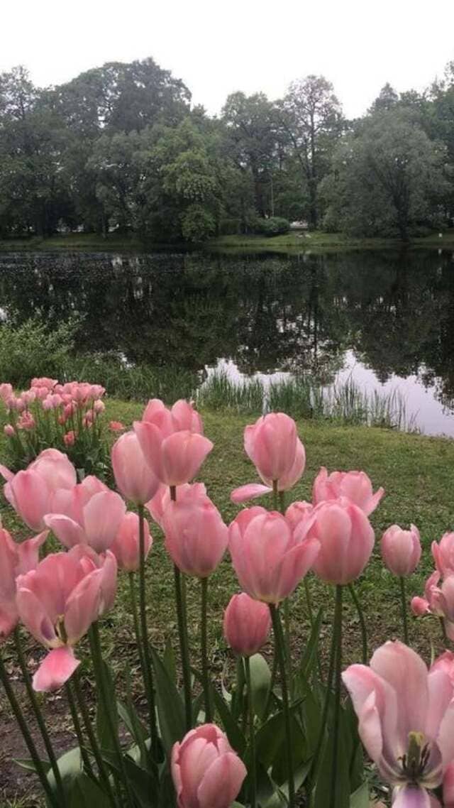 hình nền hoa tulip hồng