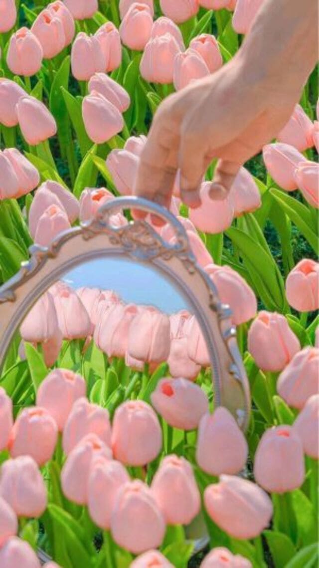 hình nền hoa tulip hồng