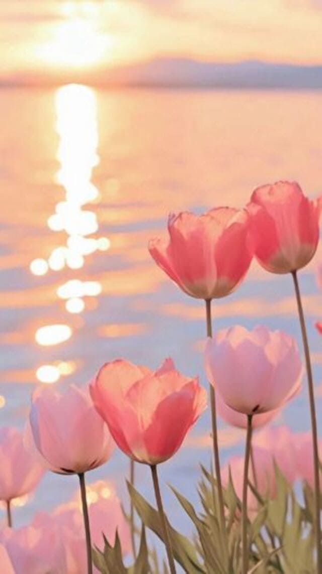 hình nền hoa tulip hồng