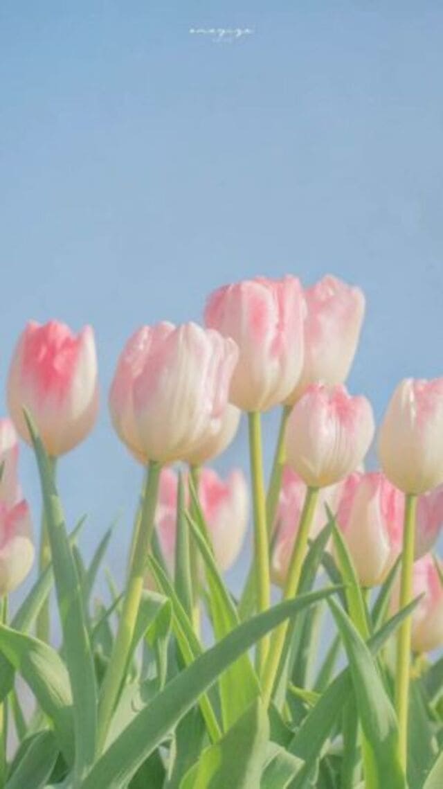 hình nền hoa tulip hồng