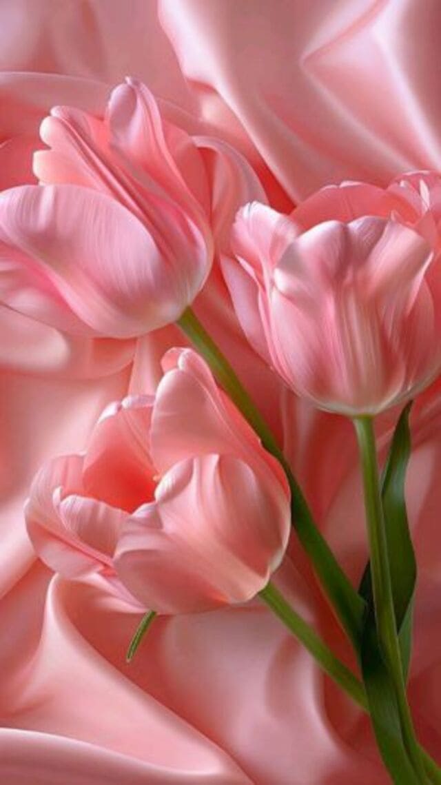 hình nền hoa tulip hồng