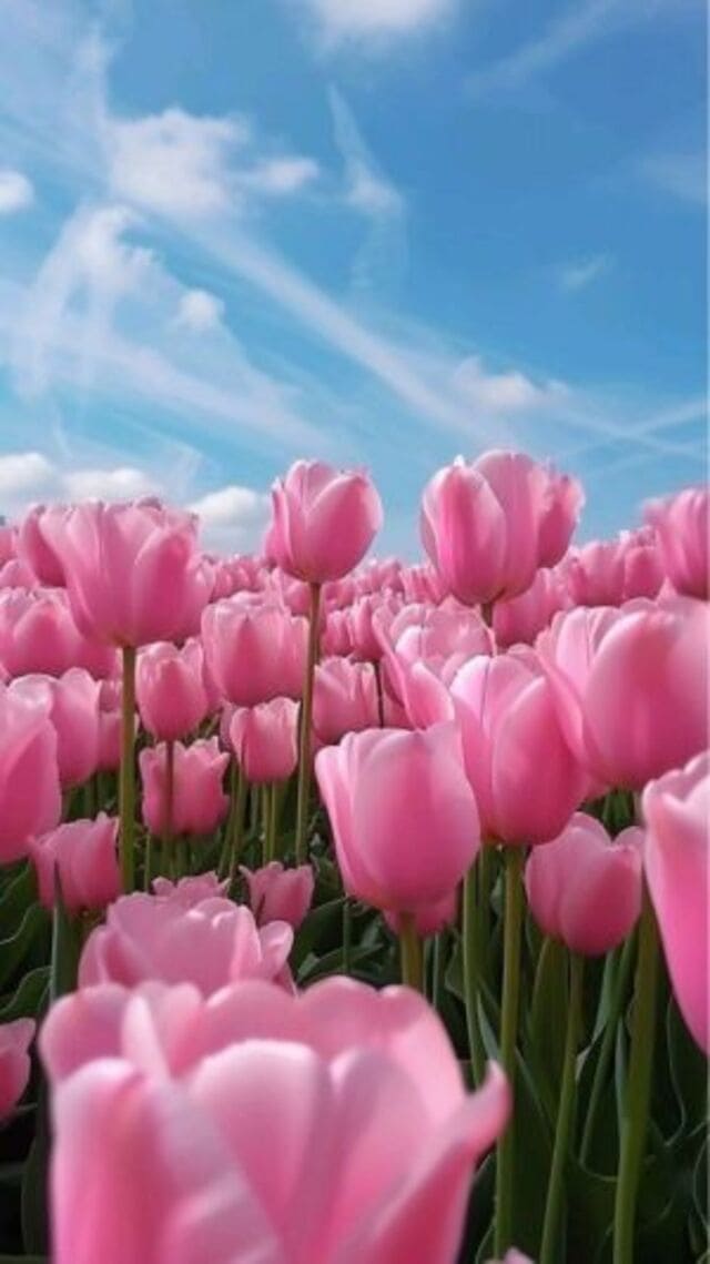 hình nền hoa tulip hồng