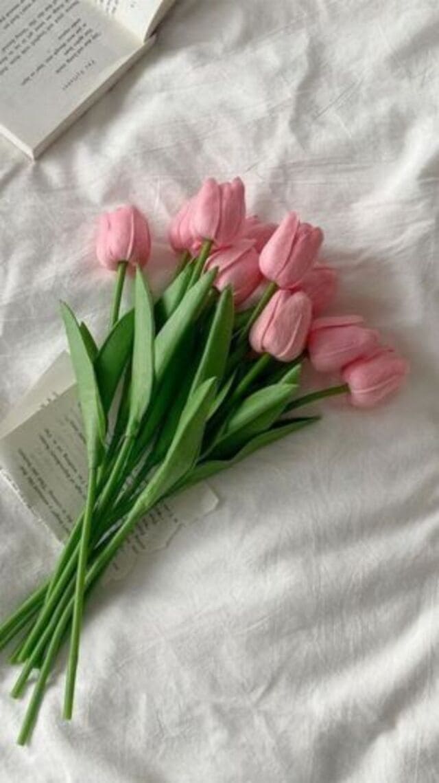 hình nền hoa tulip hồng