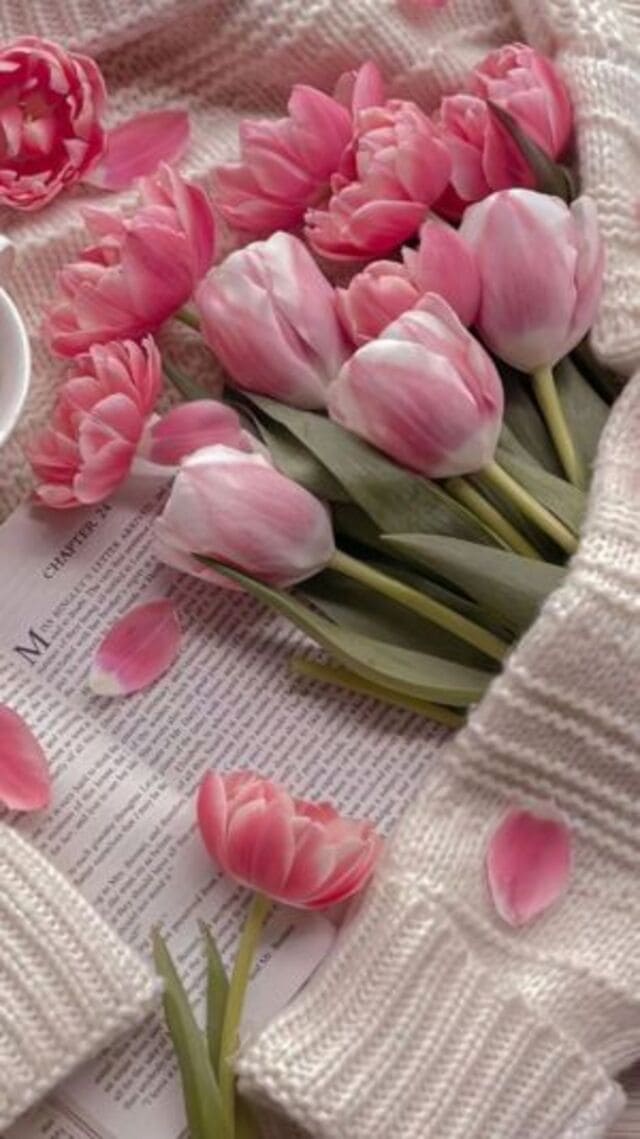 hình nền hoa tulip hồng