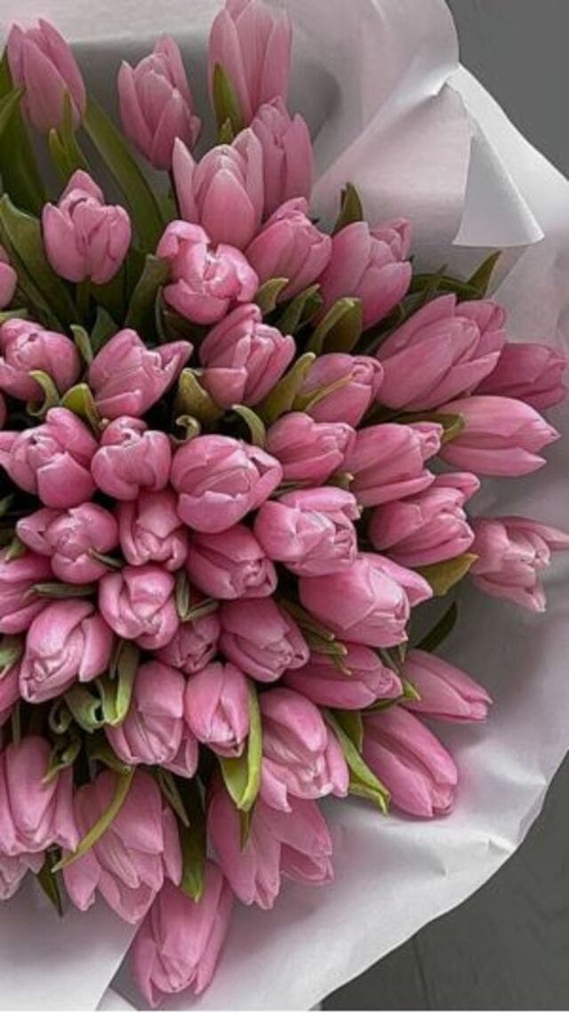 hình nền hoa tulip hồng