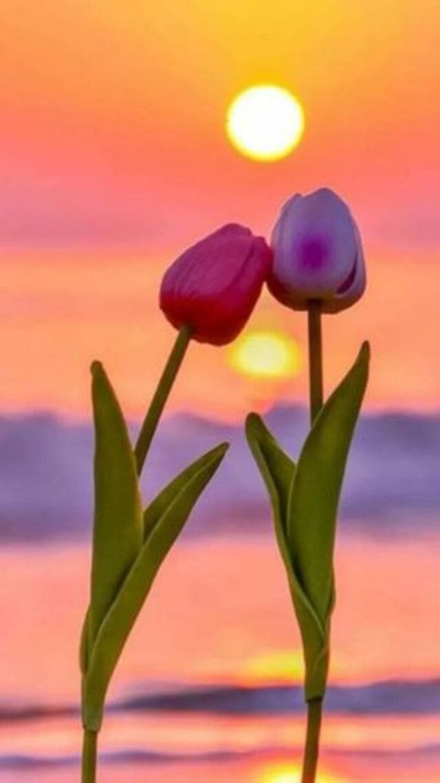 hình nền hoa tulip hồng