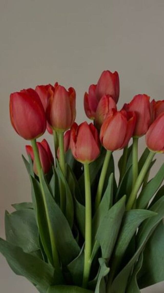hình nền hoa tulip hồng