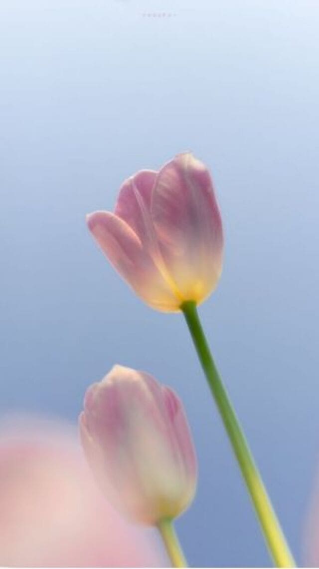 hình nền hoa tulip hồng