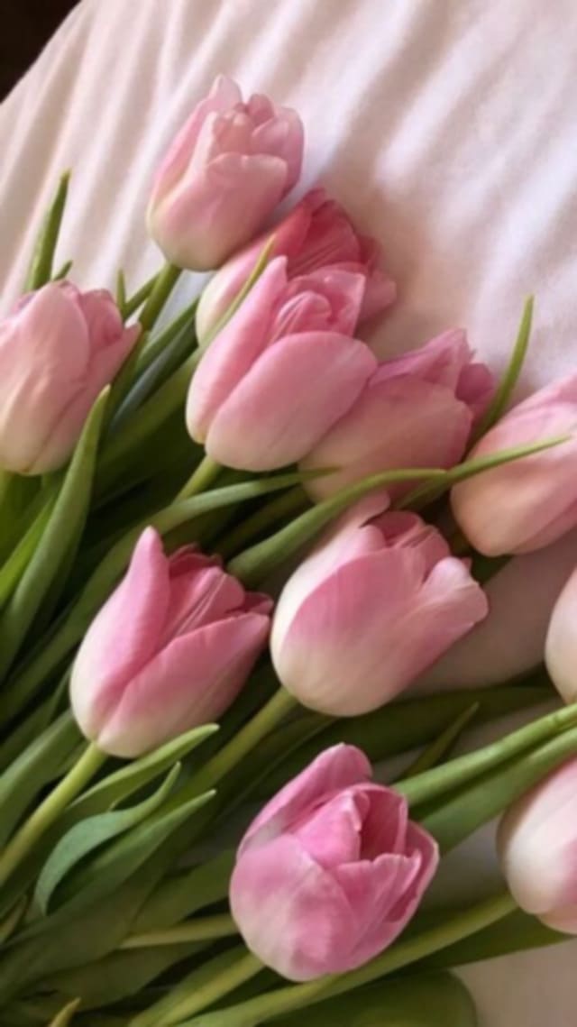 hình nền hoa tulip hồng