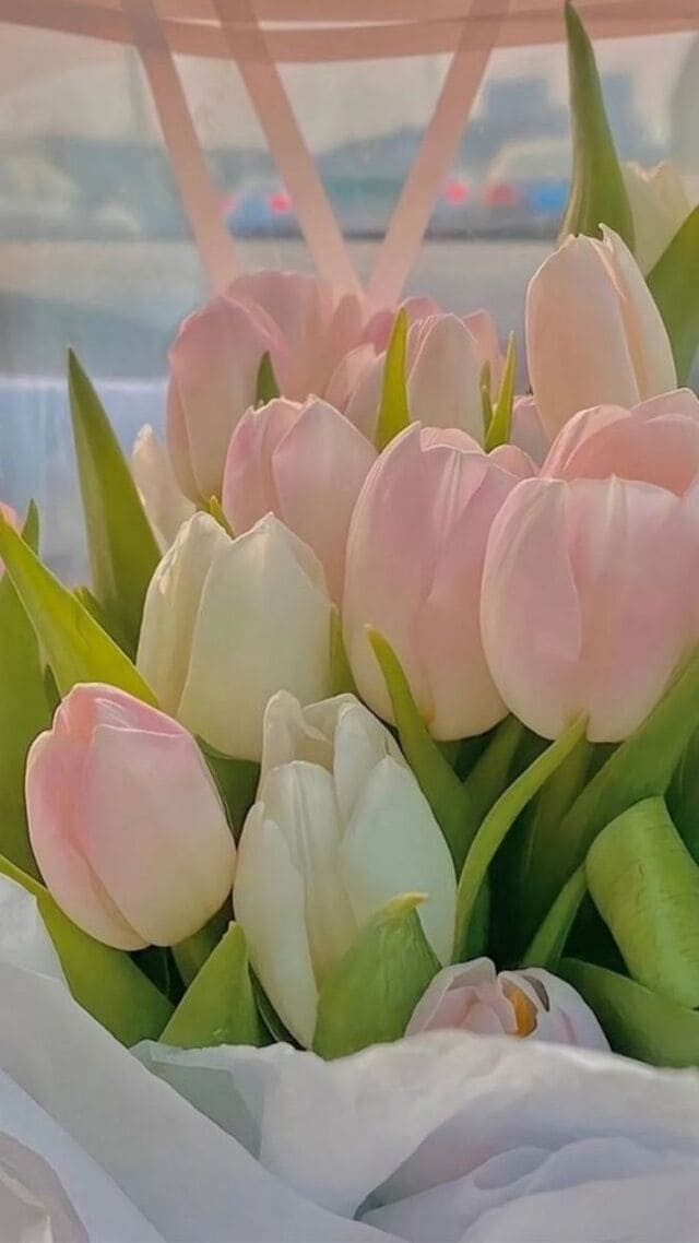 hình nền hoa tulip hồng