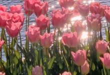 hình nền hoa tulip hồng