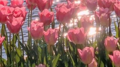 hình nền hoa tulip hồng