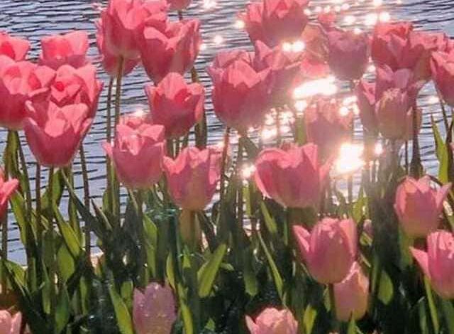 hình nền hoa tulip hồng