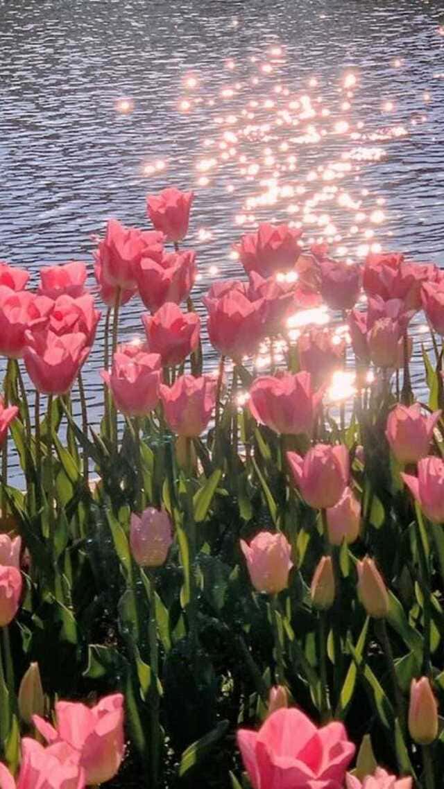 hình nền hoa tulip hồng
