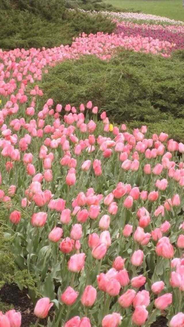 hình nền hoa tulip hồng