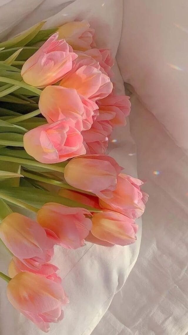 hình nền hoa tulip hồng