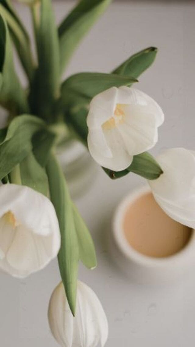 hình nền hoa tulip trắng