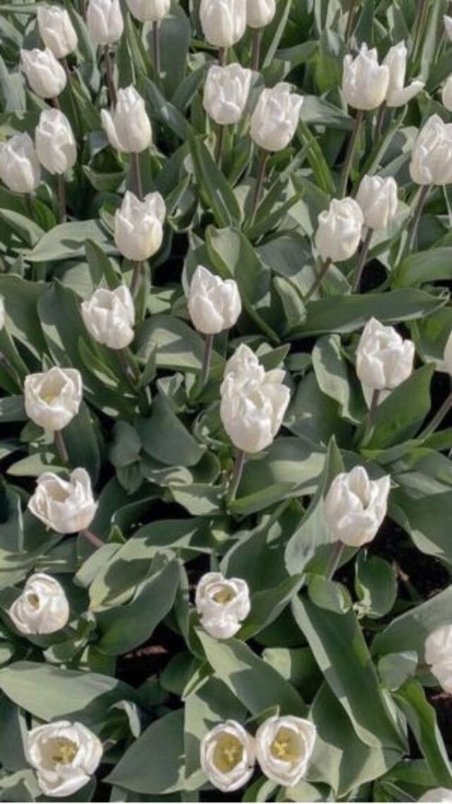 hình nền hoa tulip trắng