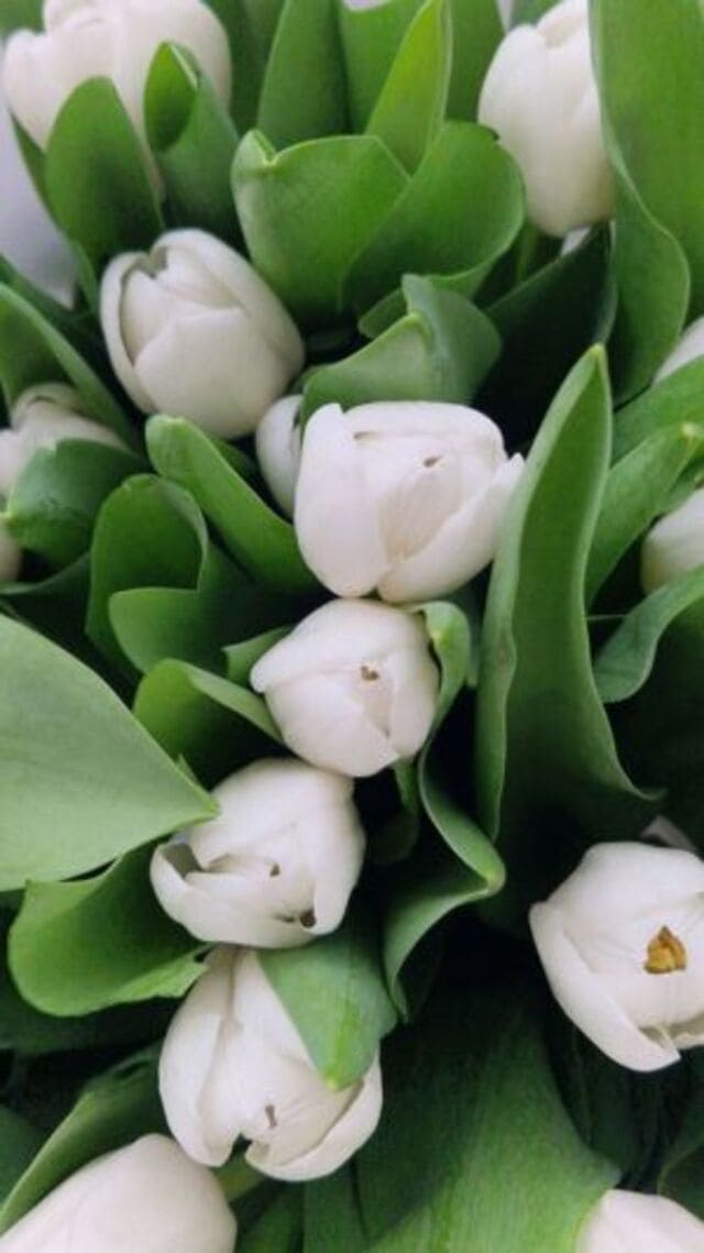 hình nền hoa tulip trắng