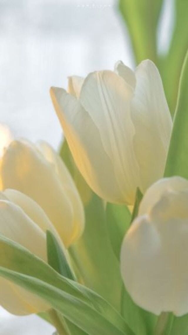 hình nền hoa tulip trắng
