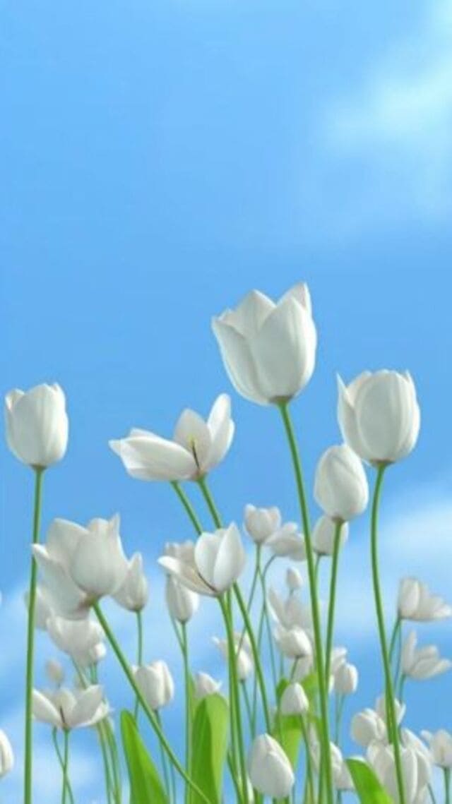 hình nền hoa tulip trắng