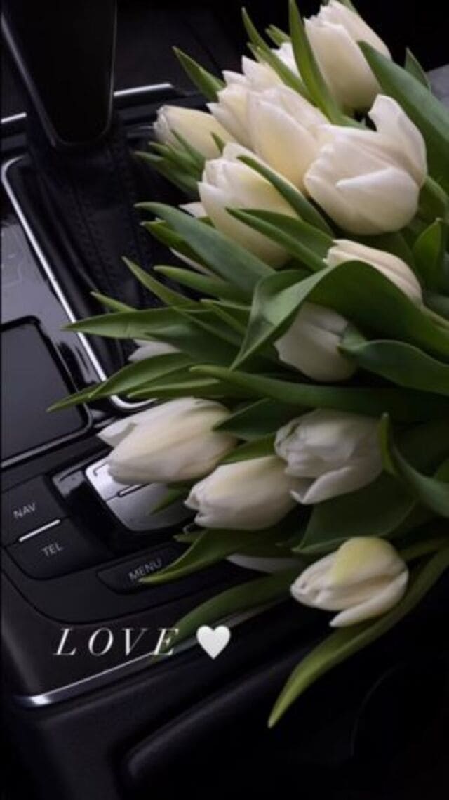 hình nền hoa tulip trắng