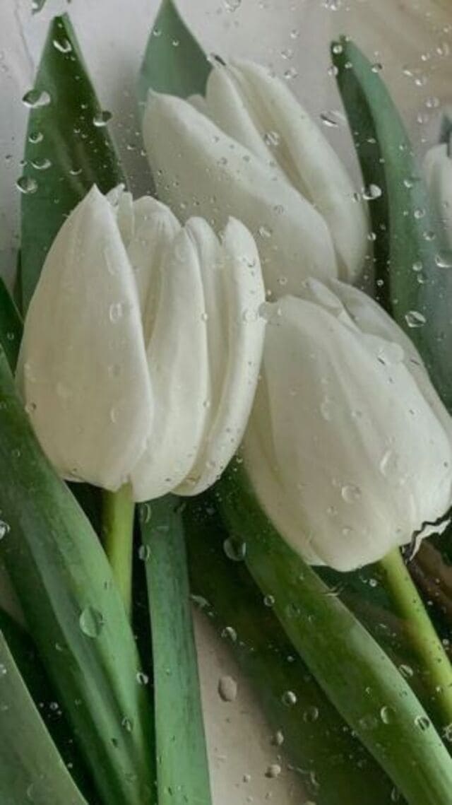 hình nền hoa tulip trắng