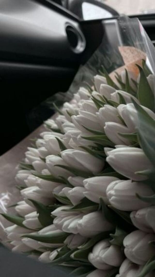 hình nền hoa tulip trắng