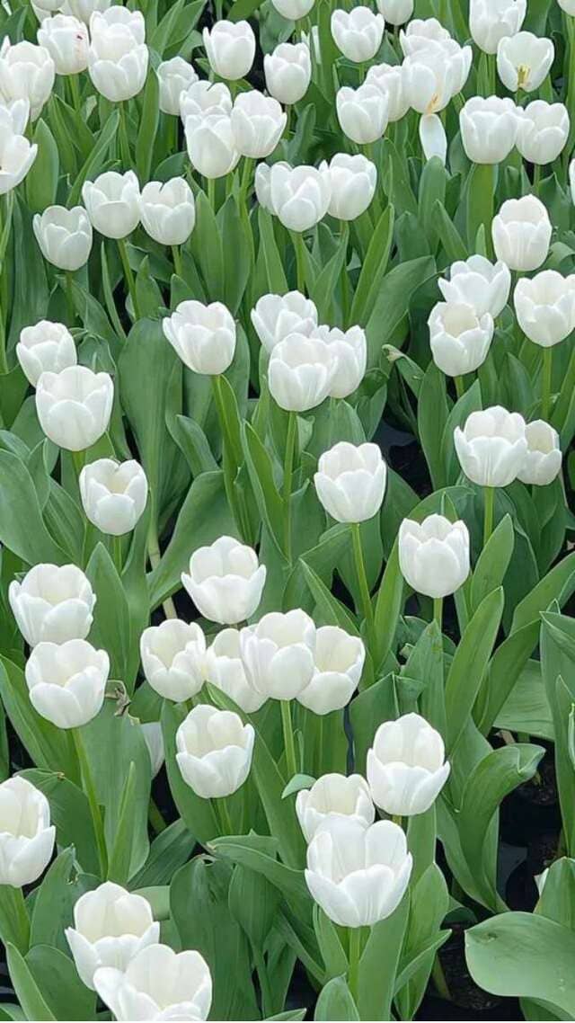 hình nền hoa tulip trắng
