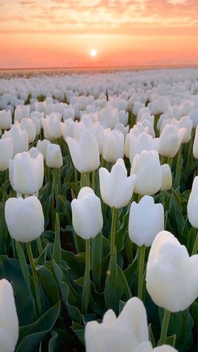 hình nền hoa tulip trắng