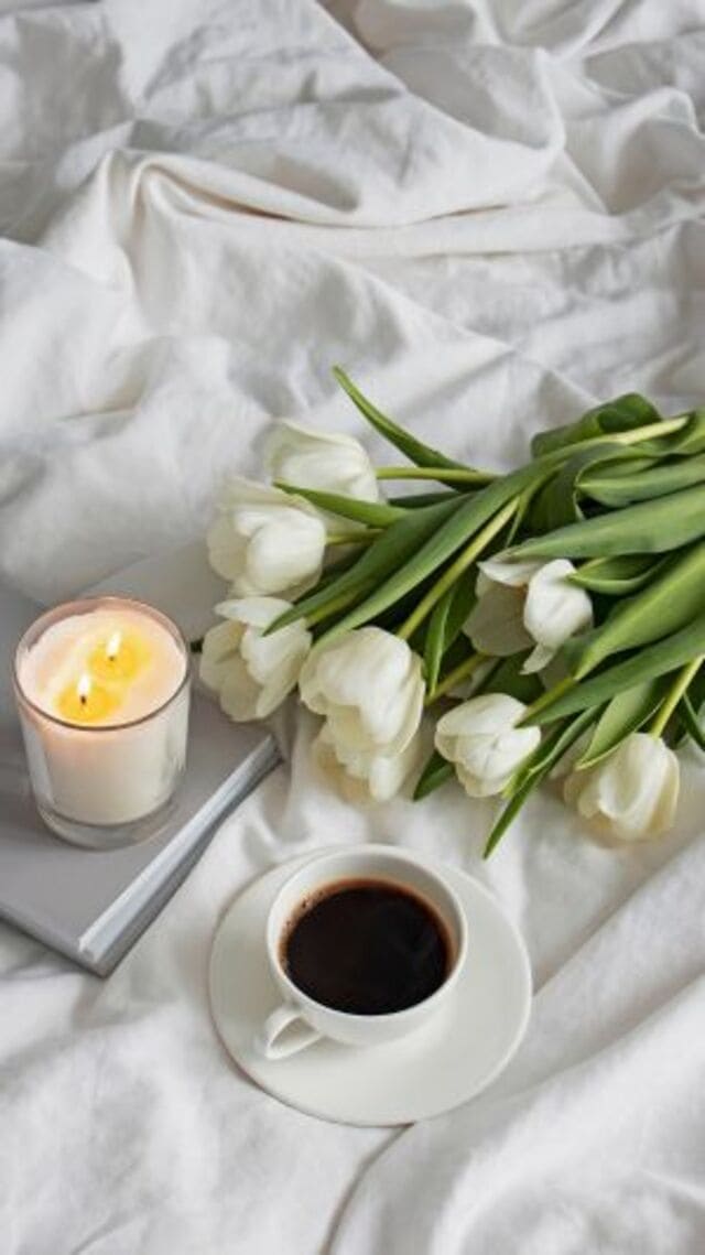 hình nền hoa tulip trắng