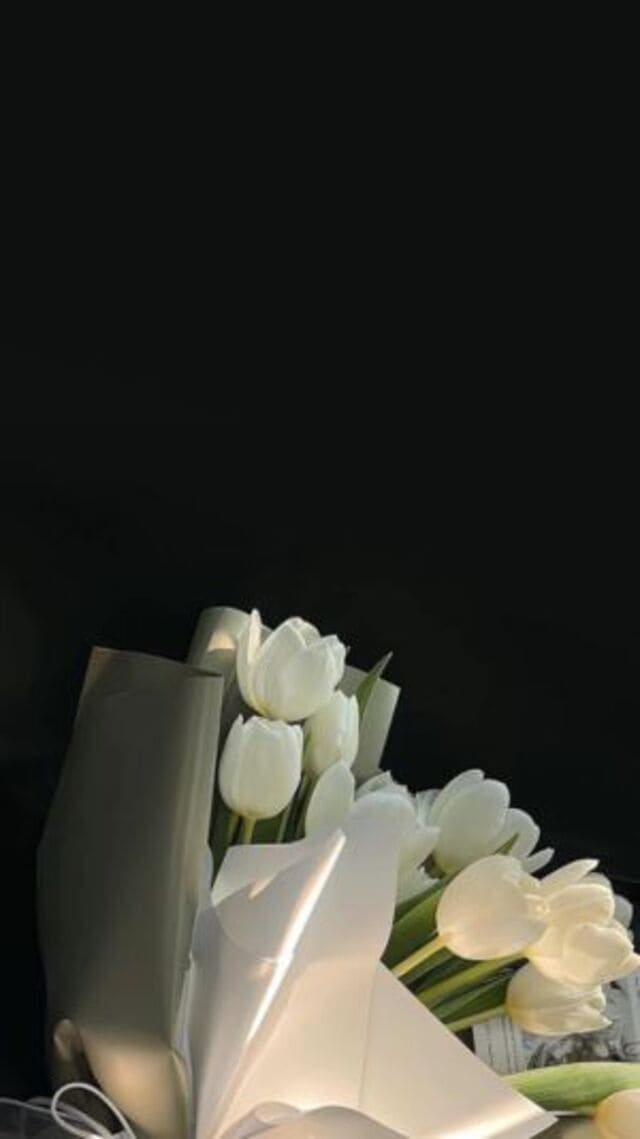 hình nền hoa tulip trắng
