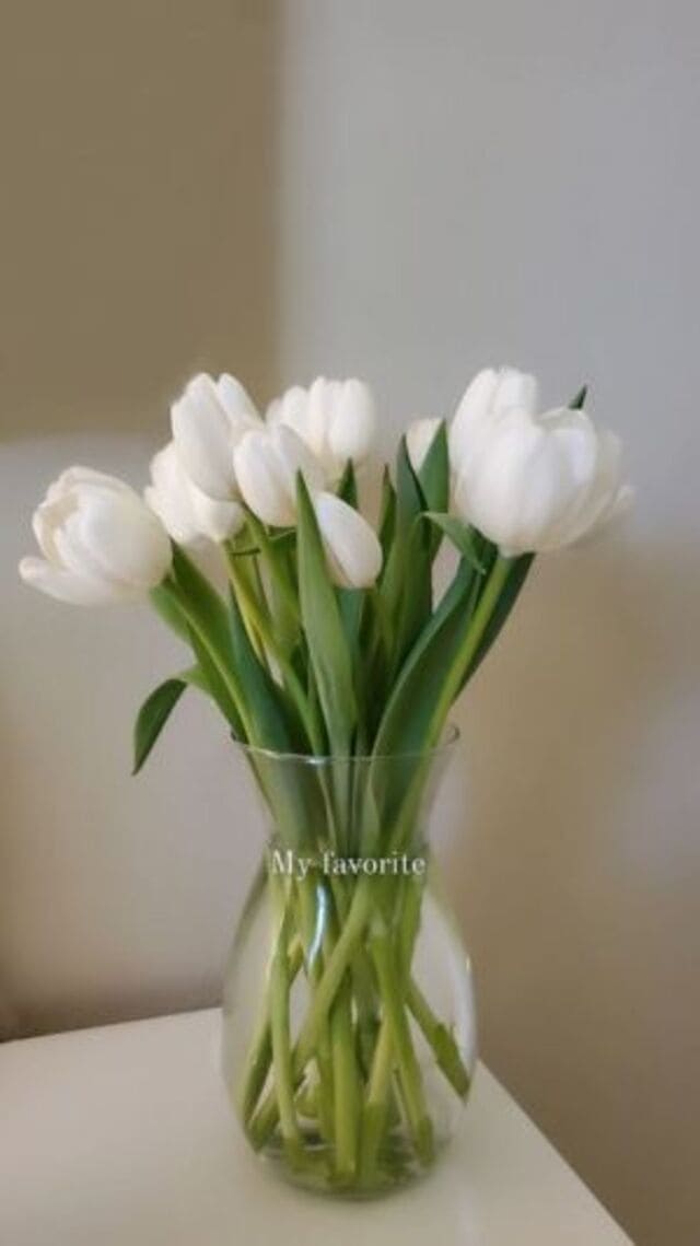 hình nền hoa tulip trắng