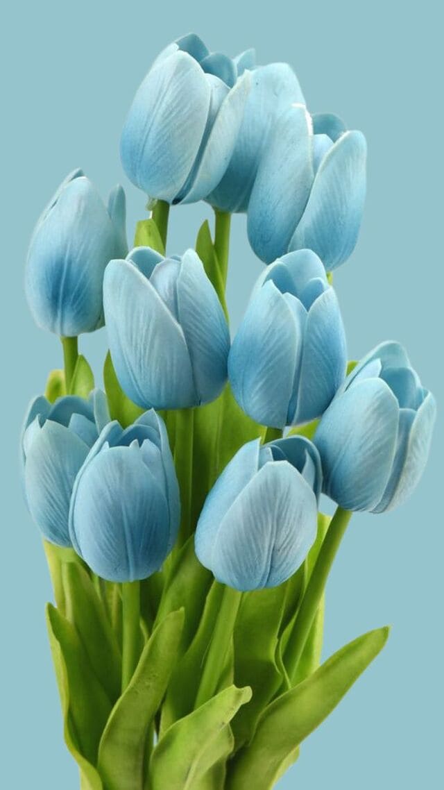 hình nền hoa tulip xanh dương