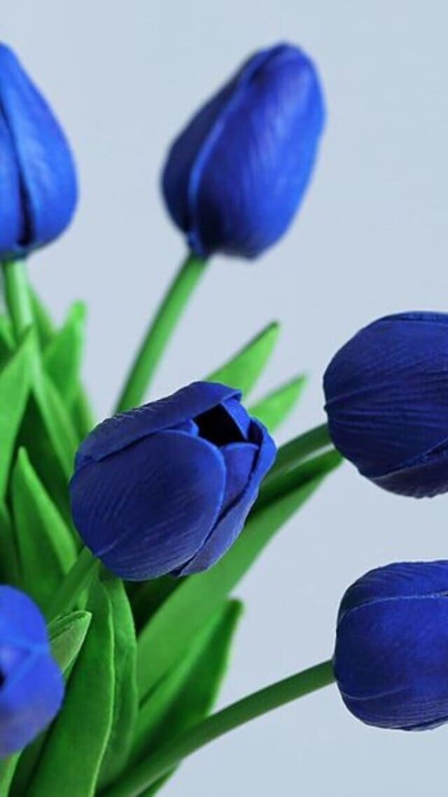 hình nền hoa tulip xanh dương