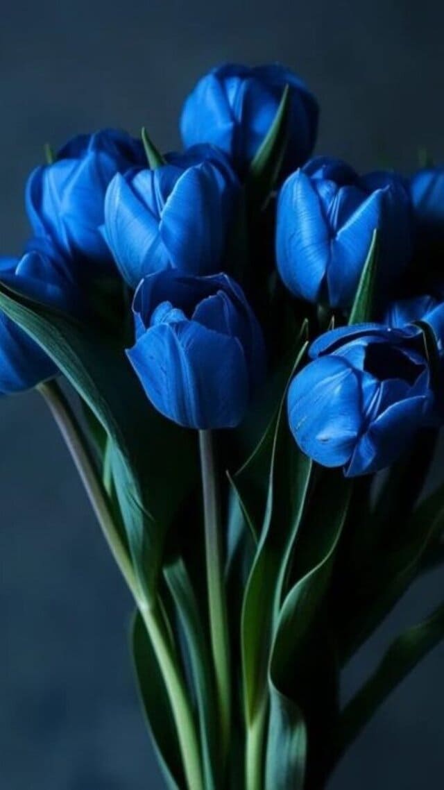 hình nền hoa tulip xanh dương