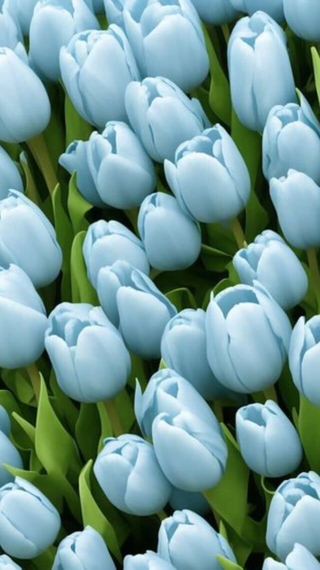 hình nền hoa tulip xanh dương