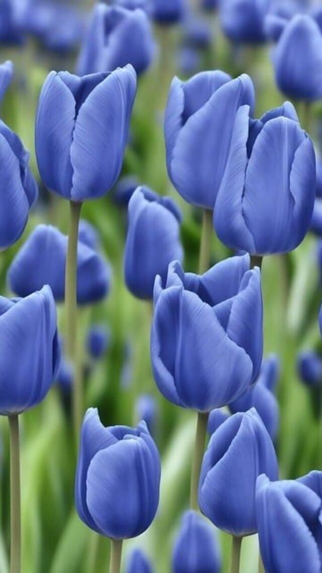 hình nền hoa tulip xanh dương