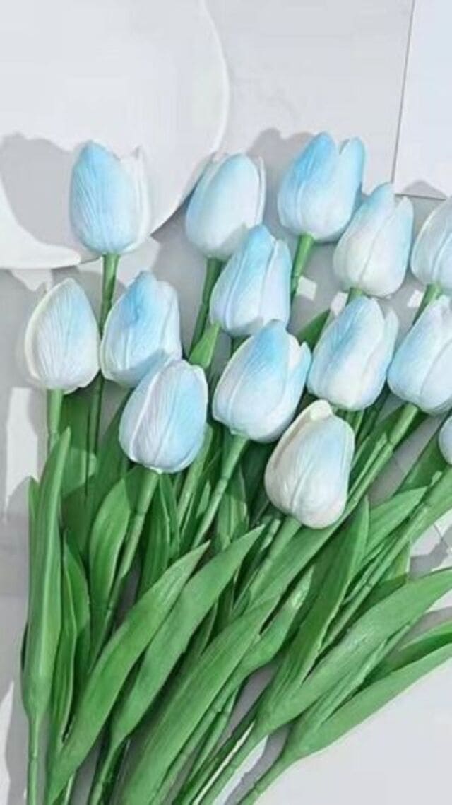hình nền hoa tulip xanh dương