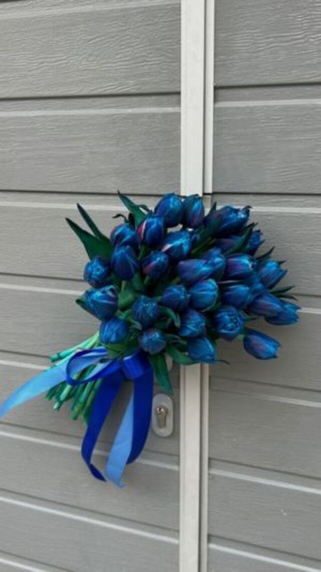 hình nền hoa tulip xanh dương