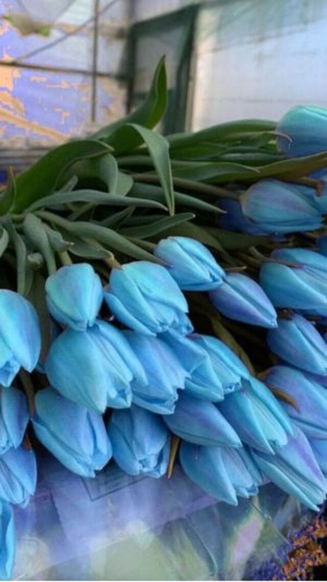 hình nền hoa tulip xanh dương