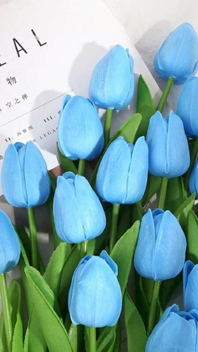 hình nền hoa tulip xanh dương