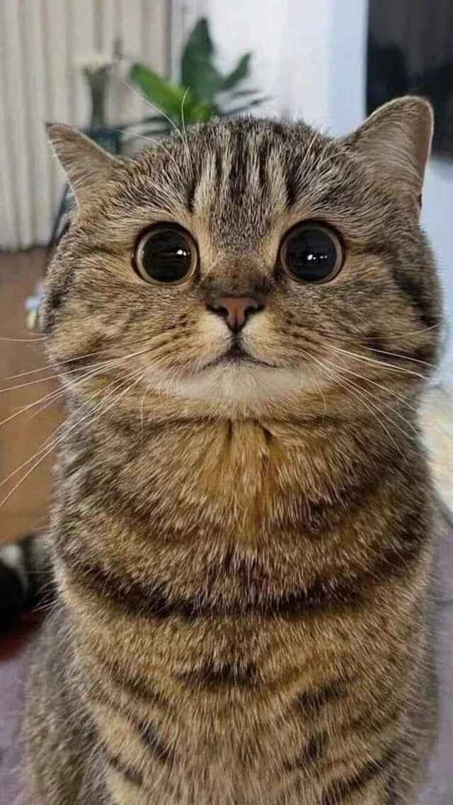 hình nền mèo cute cho điện thoại